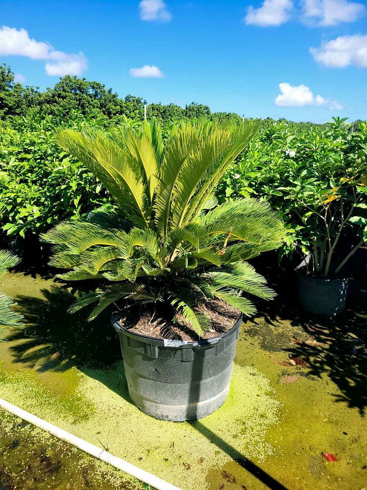 cycas-revoluta-king-sago-palm-cycad