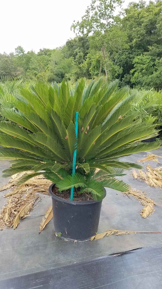 cycas-revoluta-king-sago-palm-cycad