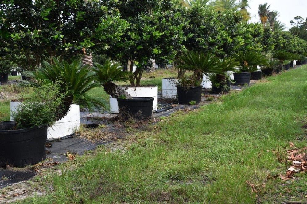 cycas-revoluta-king-sago-palm-cycad