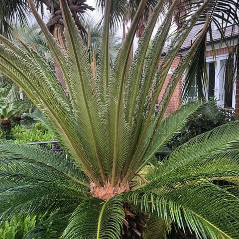 cycas-revoluta-king-sago-palm-cycad