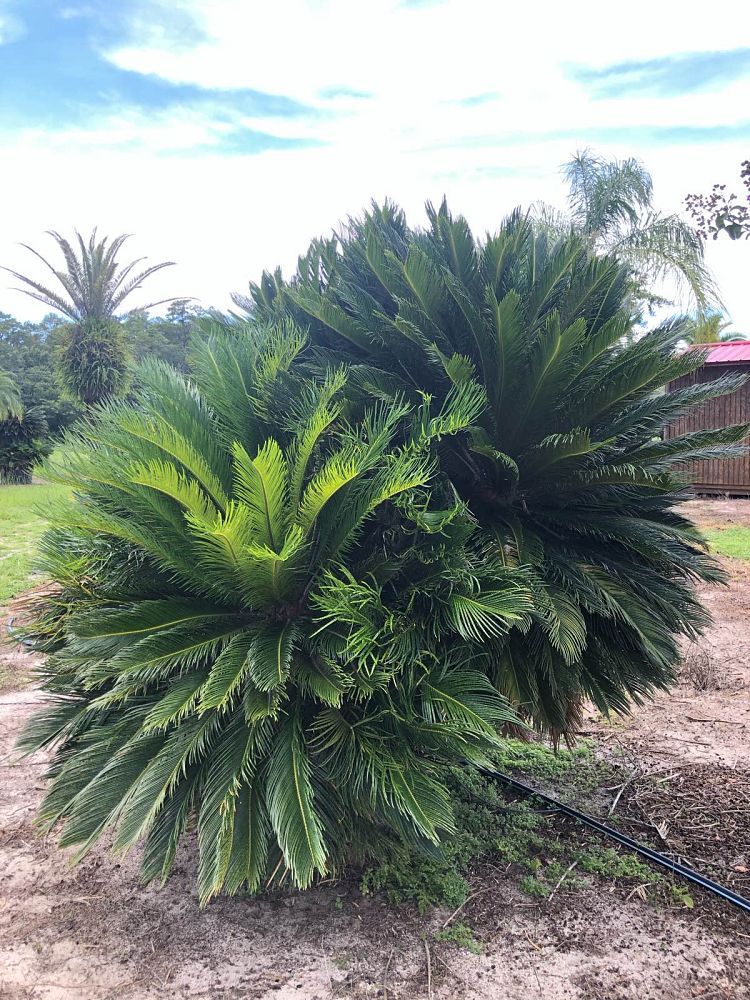 cycas-revoluta-king-sago-palm-cycad