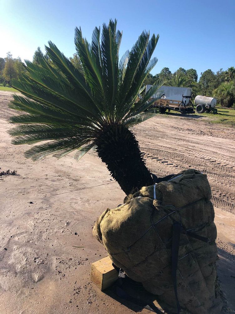 cycas-revoluta-king-sago-palm-cycad