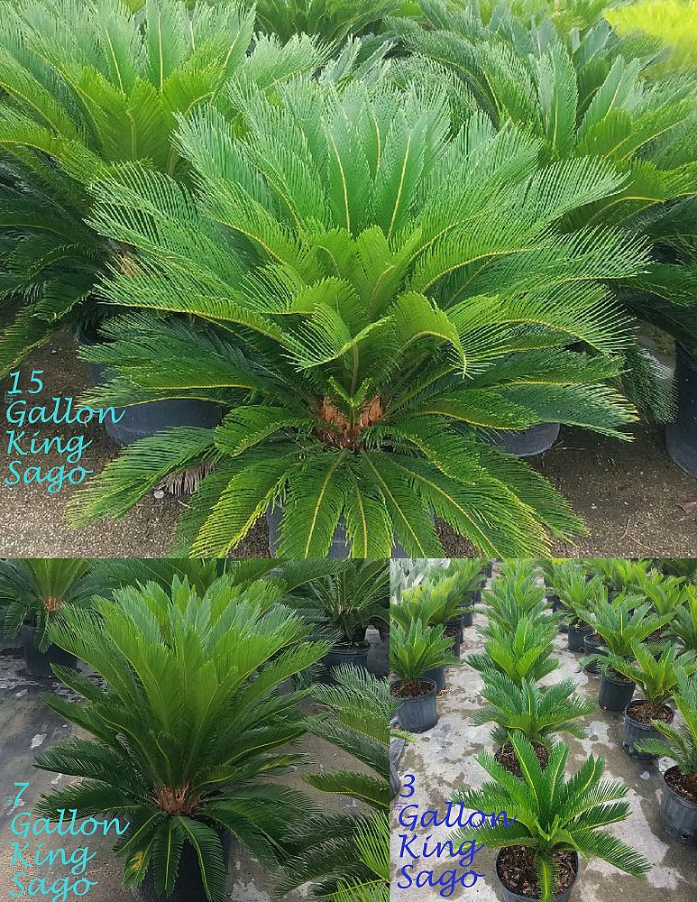 cycas-revoluta-king-sago-palm-cycad