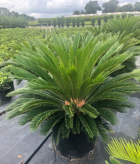 cycas-revoluta-king-sago-palm-cycad
