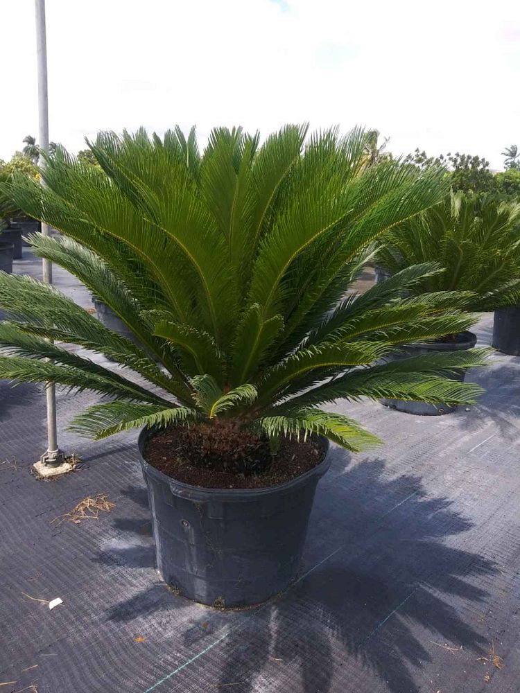 cycas-revoluta-king-sago-palm-cycad