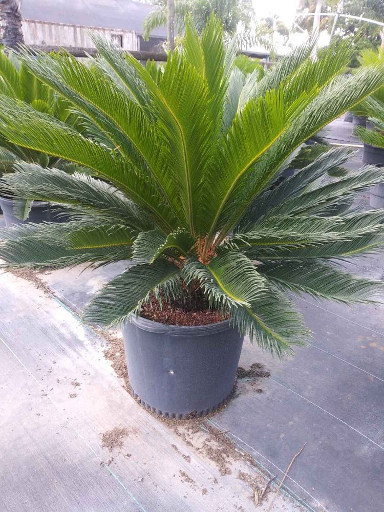 cycas-revoluta-king-sago-palm-cycad