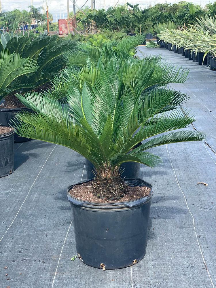 cycas-revoluta-king-sago-palm-cycad