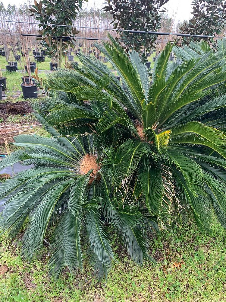 cycas-revoluta-king-sago-palm-cycad
