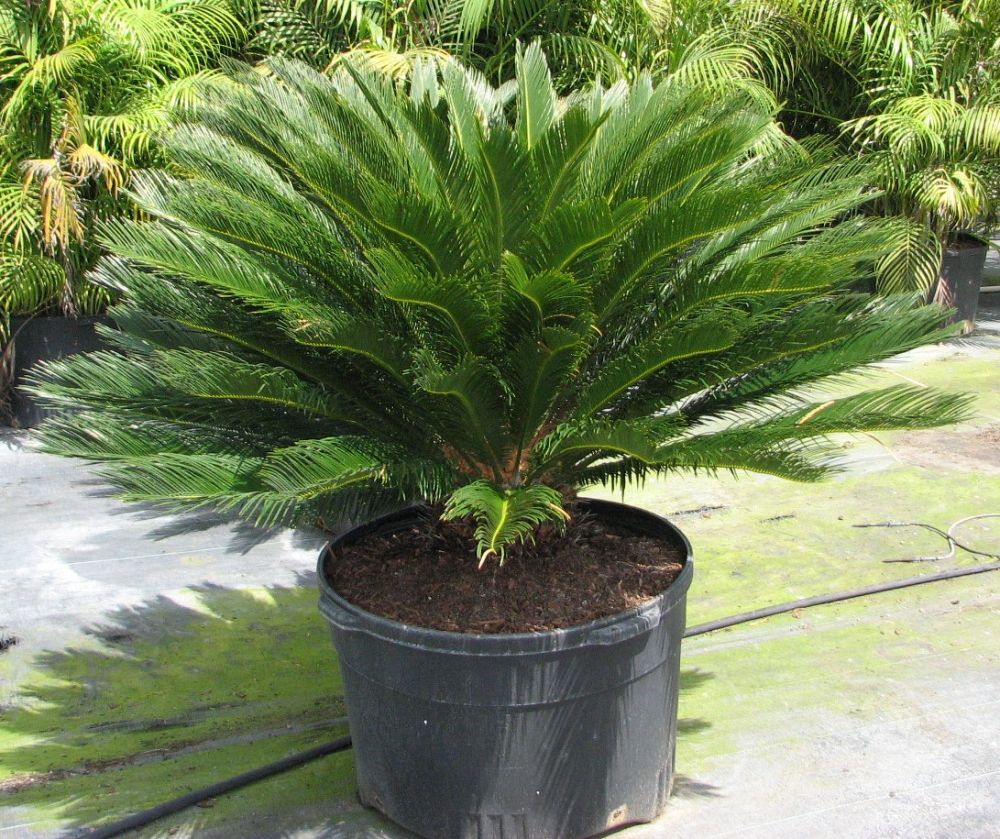 cycas-revoluta-king-sago-palm-cycad