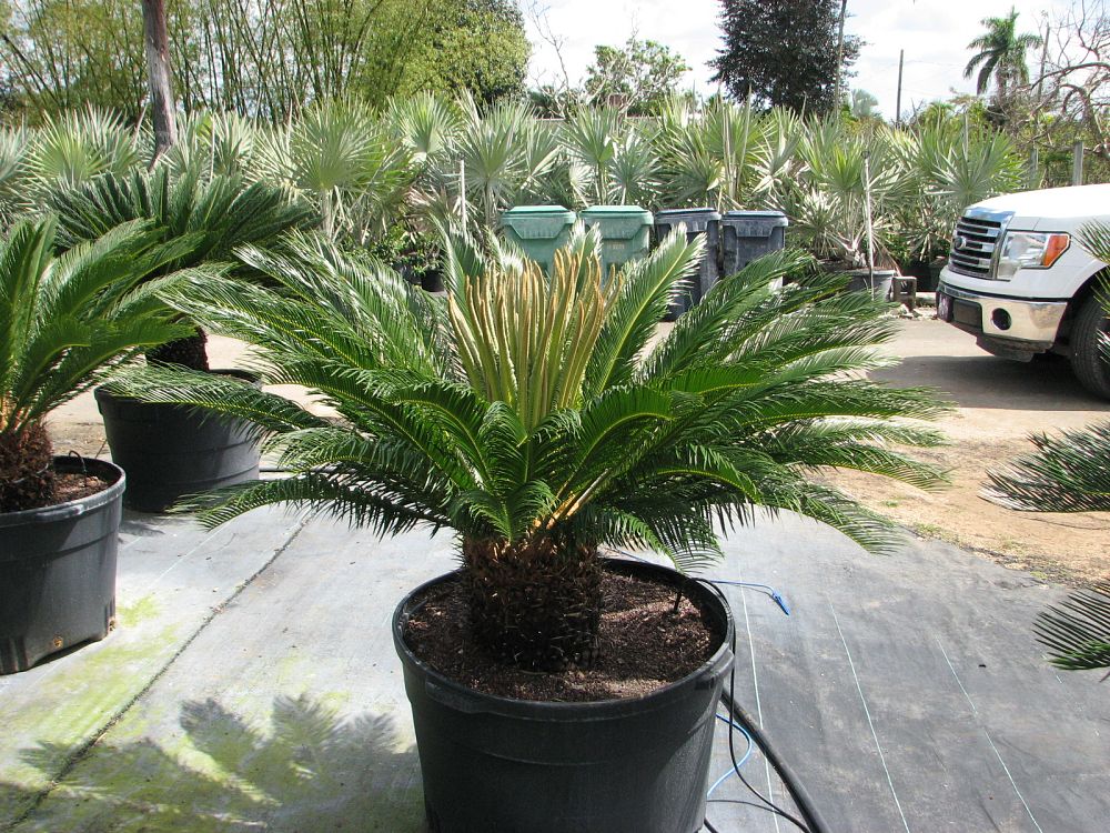 cycas-revoluta-king-sago-palm-cycad