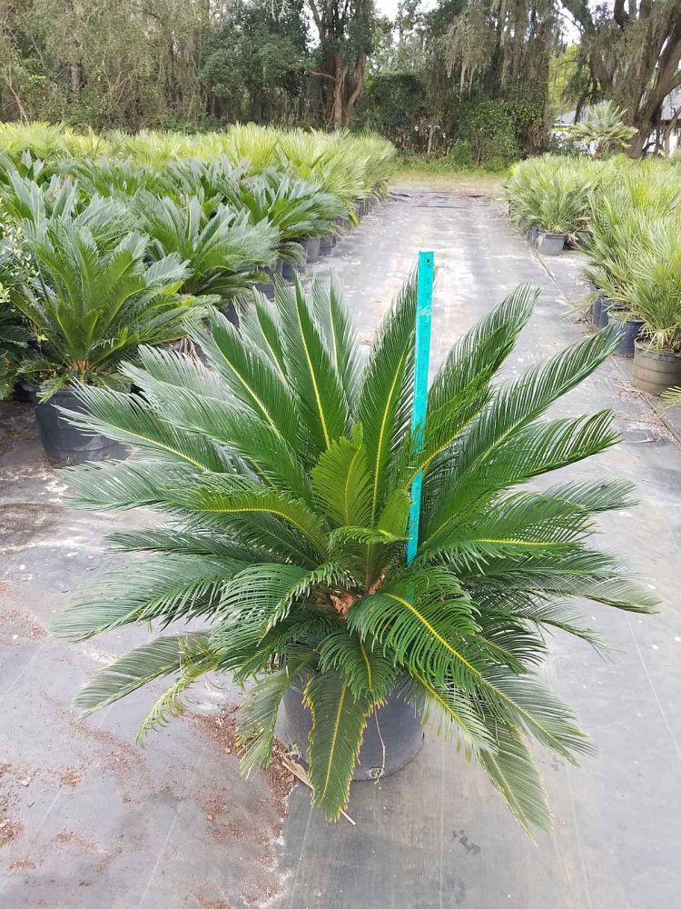cycas-revoluta-king-sago-palm-cycad