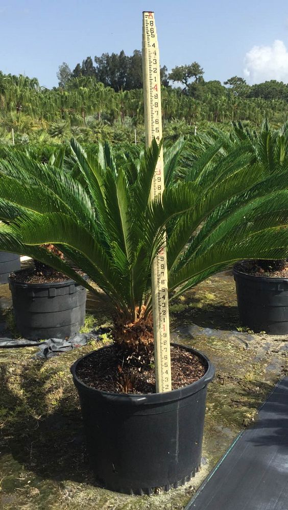 cycas-revoluta-king-sago-palm-cycad