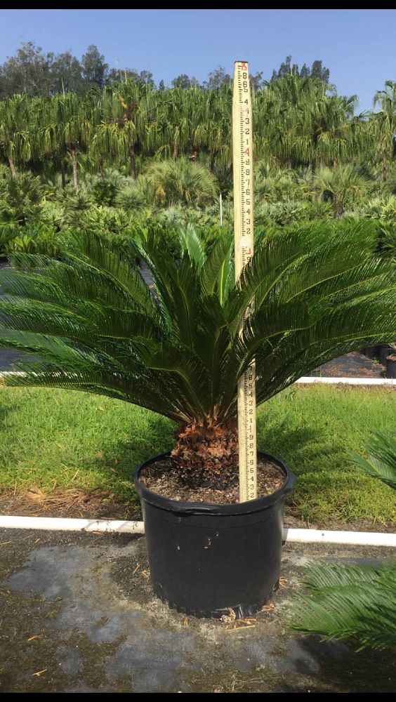 cycas-revoluta-king-sago-palm-cycad