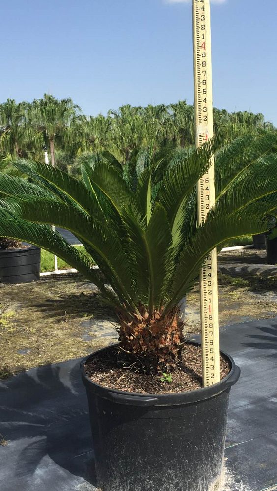 cycas-revoluta-king-sago-palm-cycad