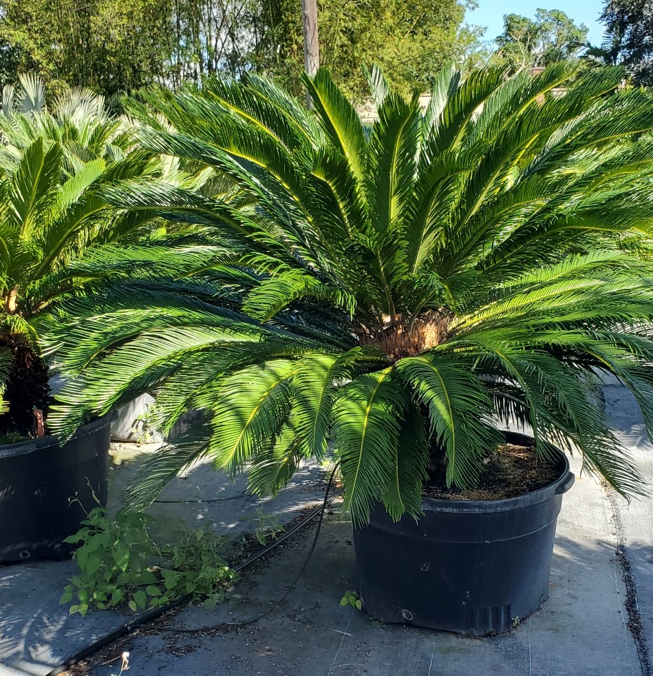 cycas-revoluta-king-sago-palm-cycad