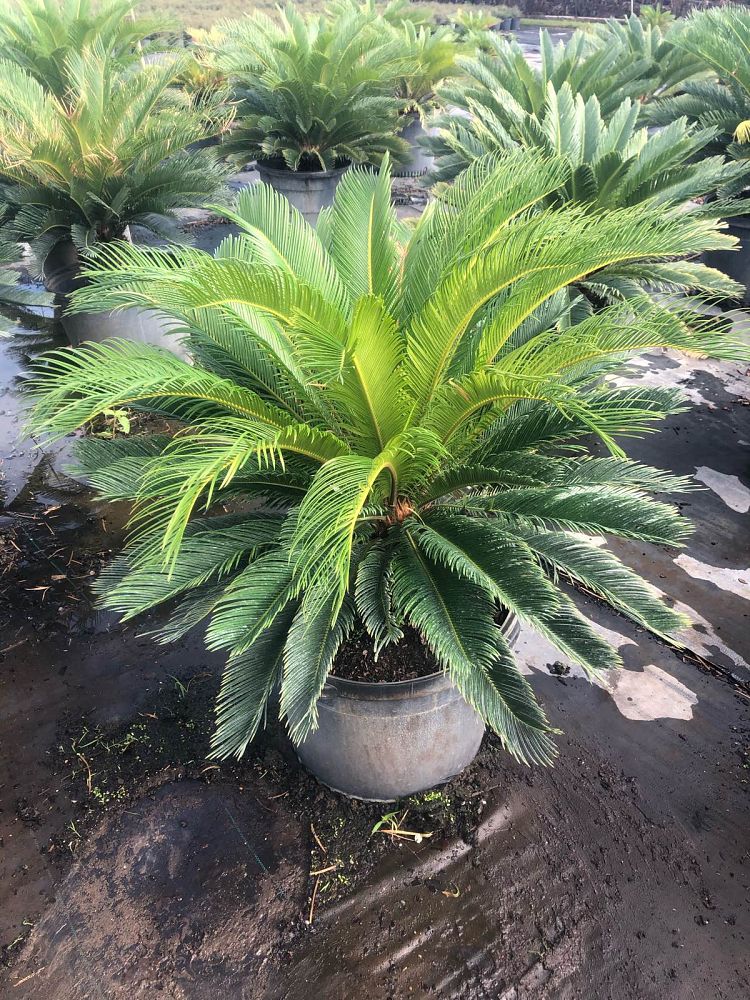 cycas-revoluta-king-sago-palm-cycad