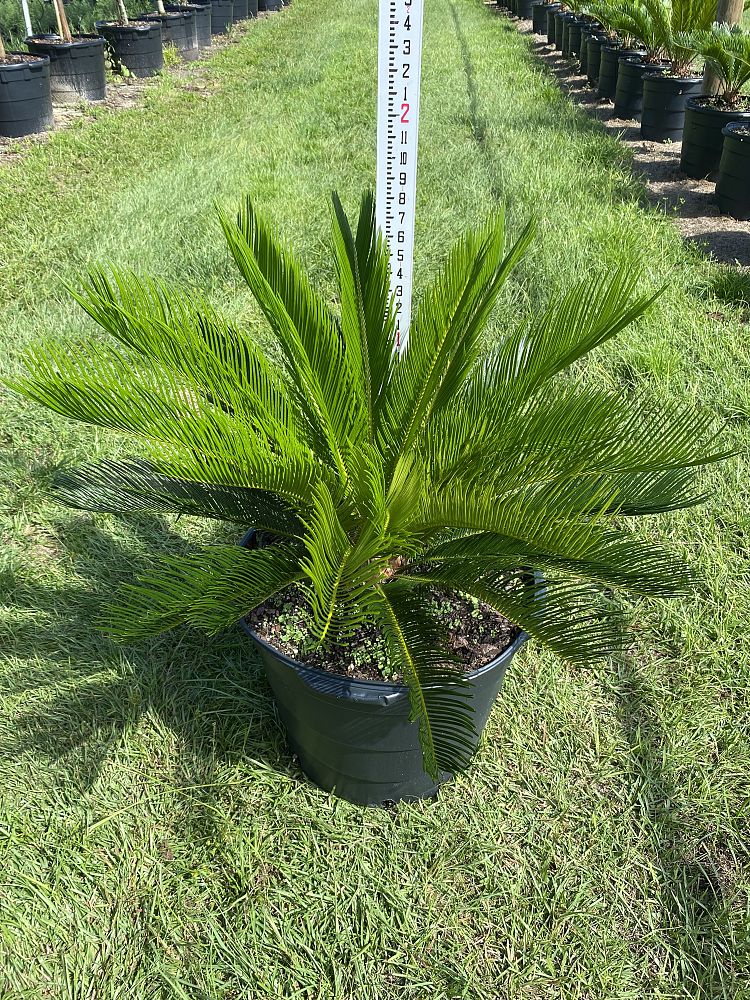 cycas-revoluta-king-sago-palm-cycad
