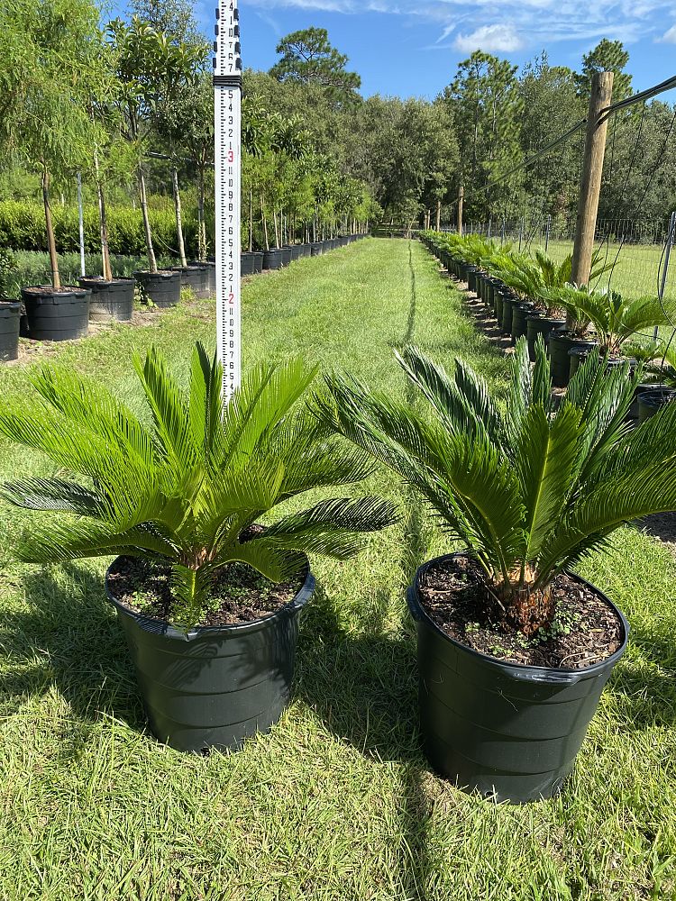 cycas-revoluta-king-sago-palm-cycad