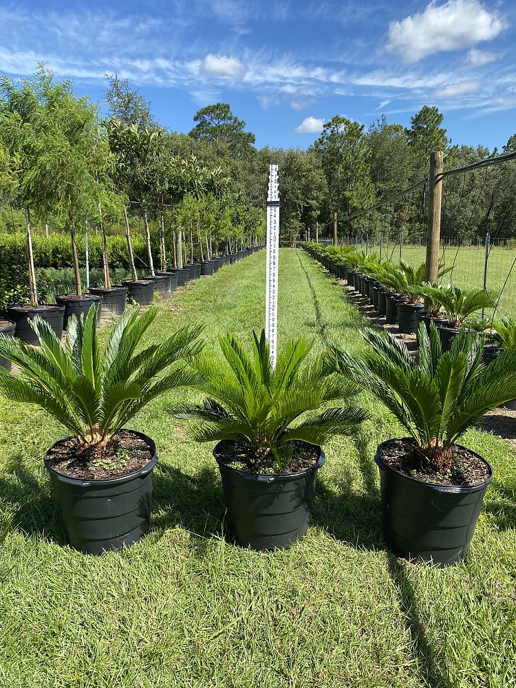 cycas-revoluta-king-sago-palm-cycad