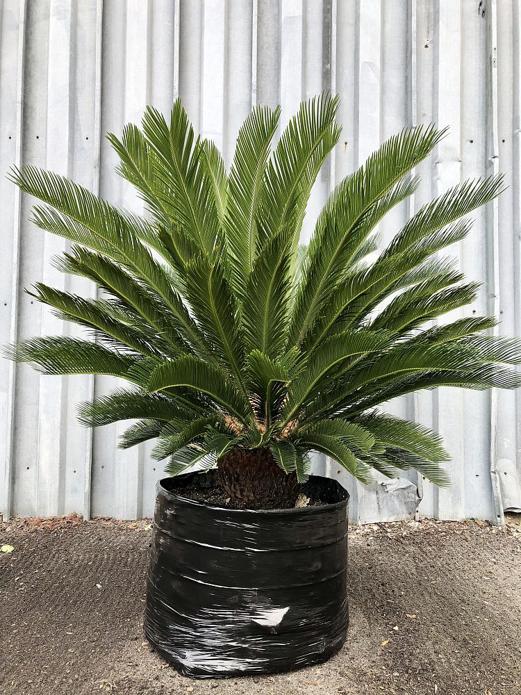cycas-revoluta-king-sago-palm-cycad