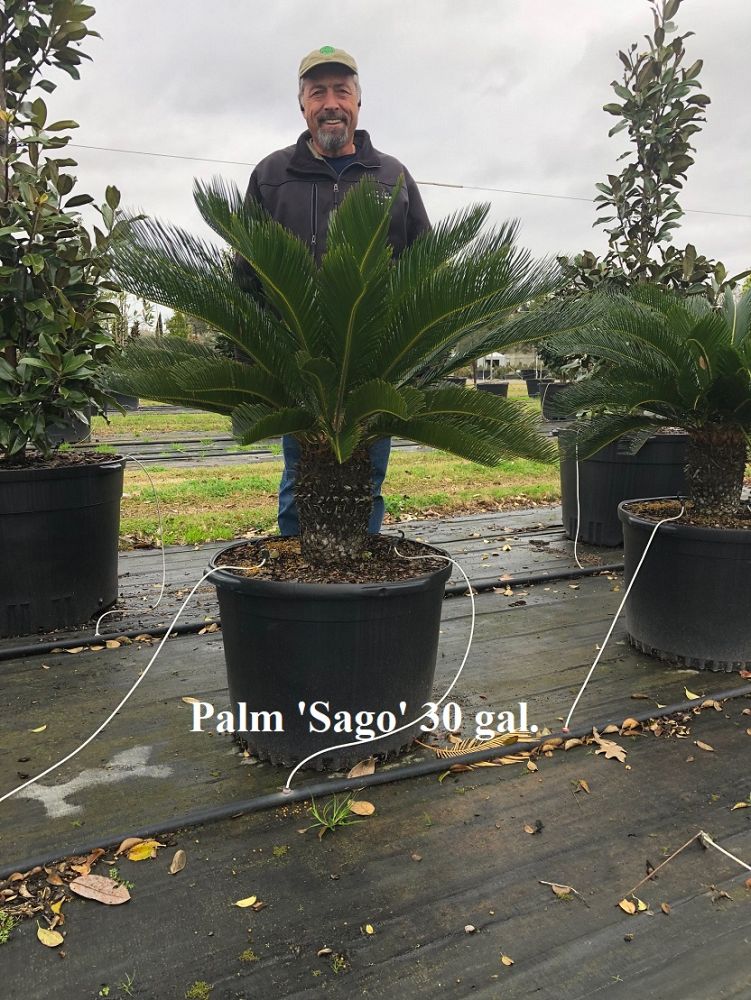 cycas-revoluta-king-sago-palm-cycad
