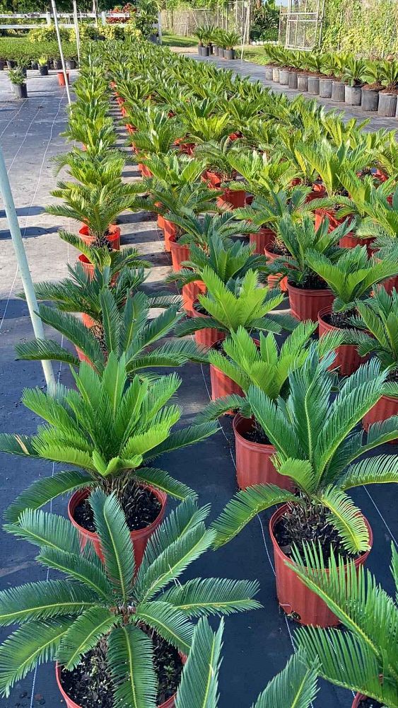 cycas-revoluta-king-sago-palm-cycad