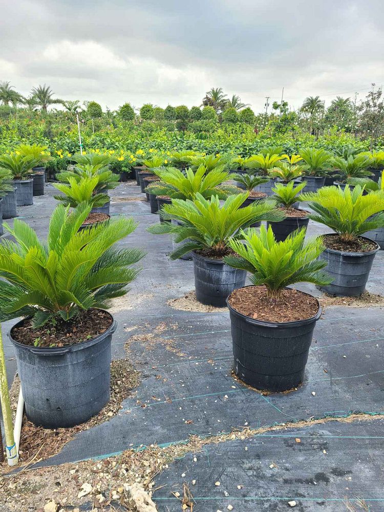 cycas-revoluta-king-sago-palm-cycad