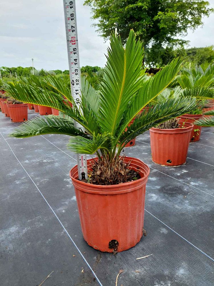cycas-revoluta-king-sago-palm-cycad