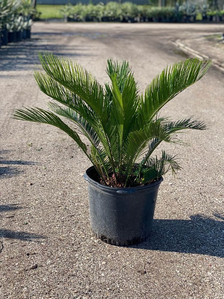 cycas-revoluta-king-sago-palm-cycad