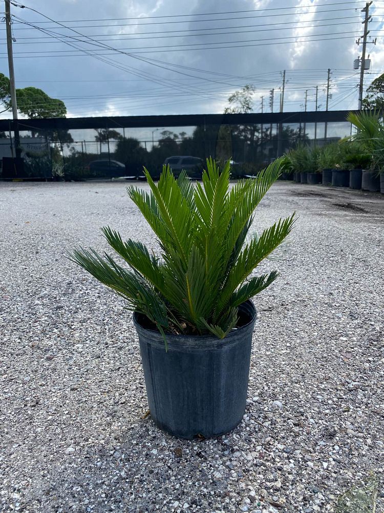 cycas-revoluta-king-sago-palm-cycad