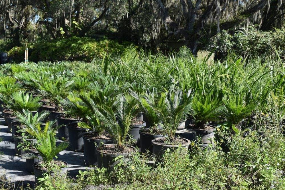 cycas-revoluta-king-sago-palm-cycad