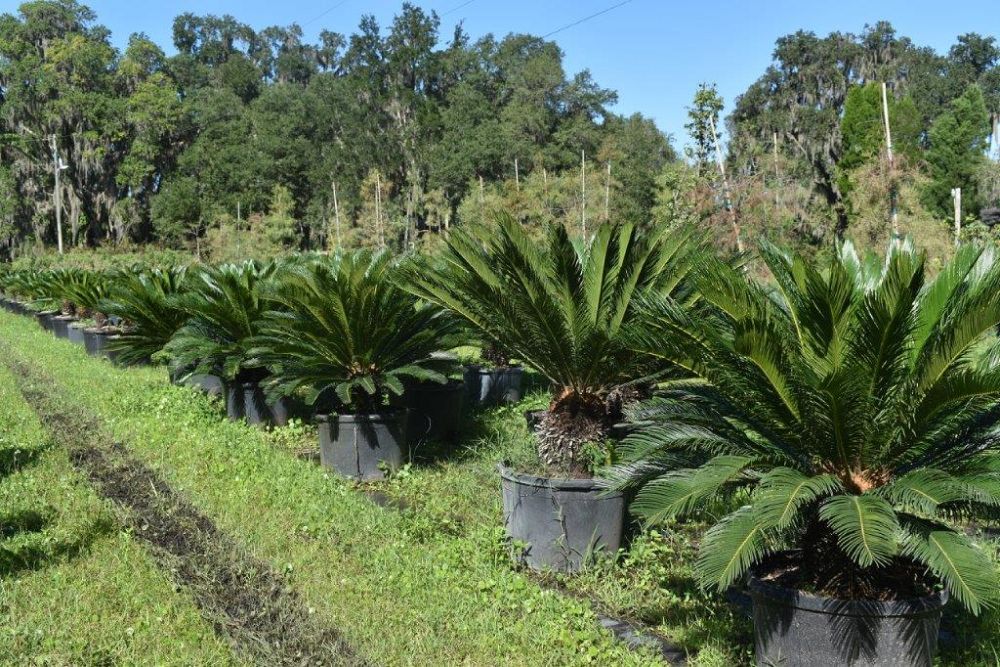 cycas-revoluta-king-sago-palm-cycad