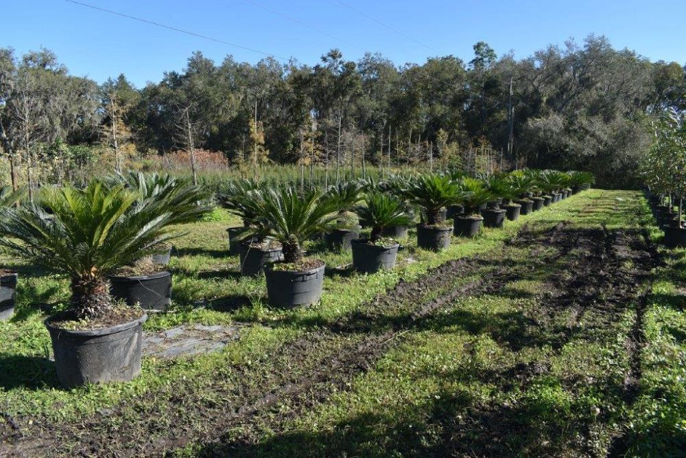 cycas-revoluta-king-sago-palm-cycad