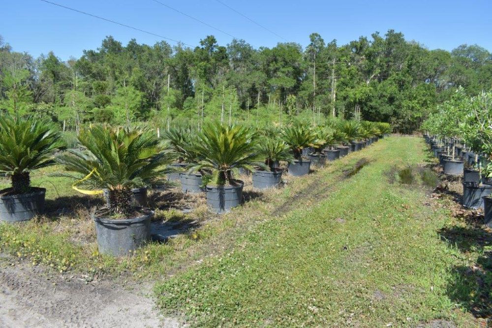 cycas-revoluta-king-sago-palm-cycad