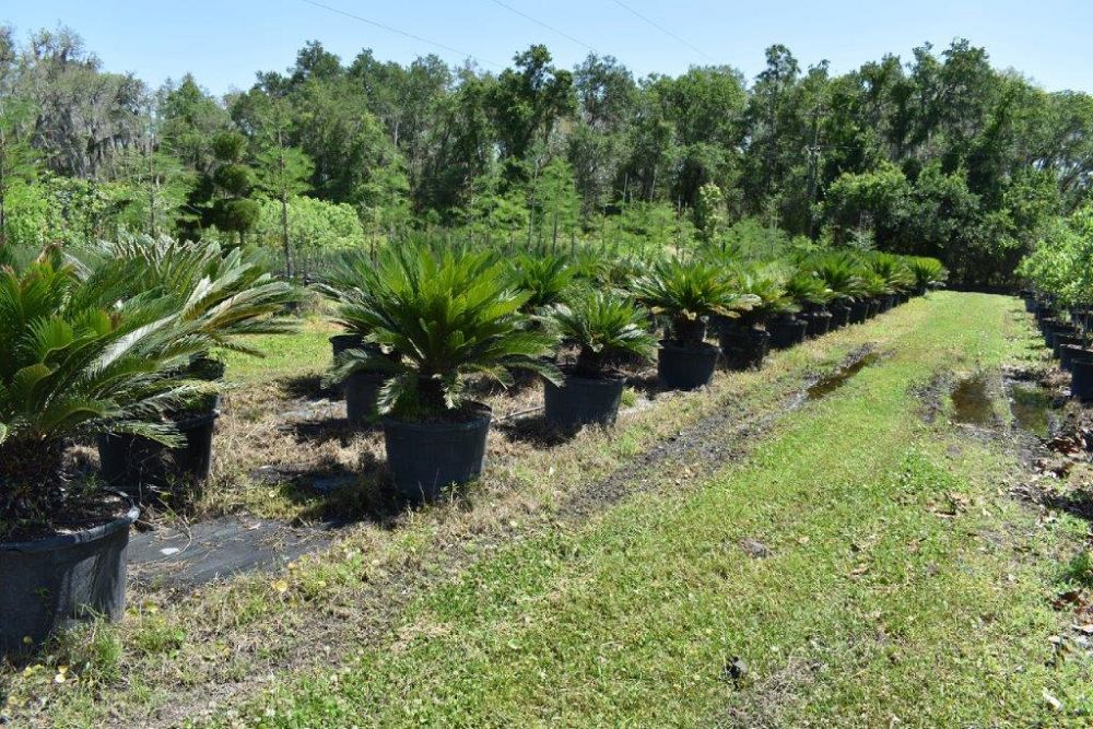 cycas-revoluta-king-sago-palm-cycad