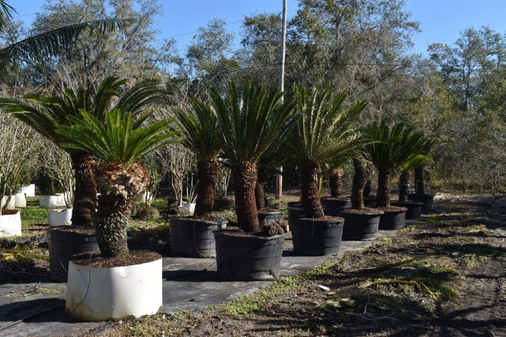 cycas-revoluta-king-sago-palm-cycad