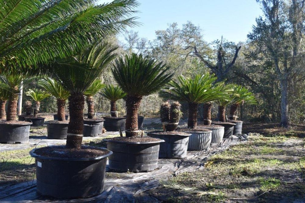 cycas-revoluta-king-sago-palm-cycad