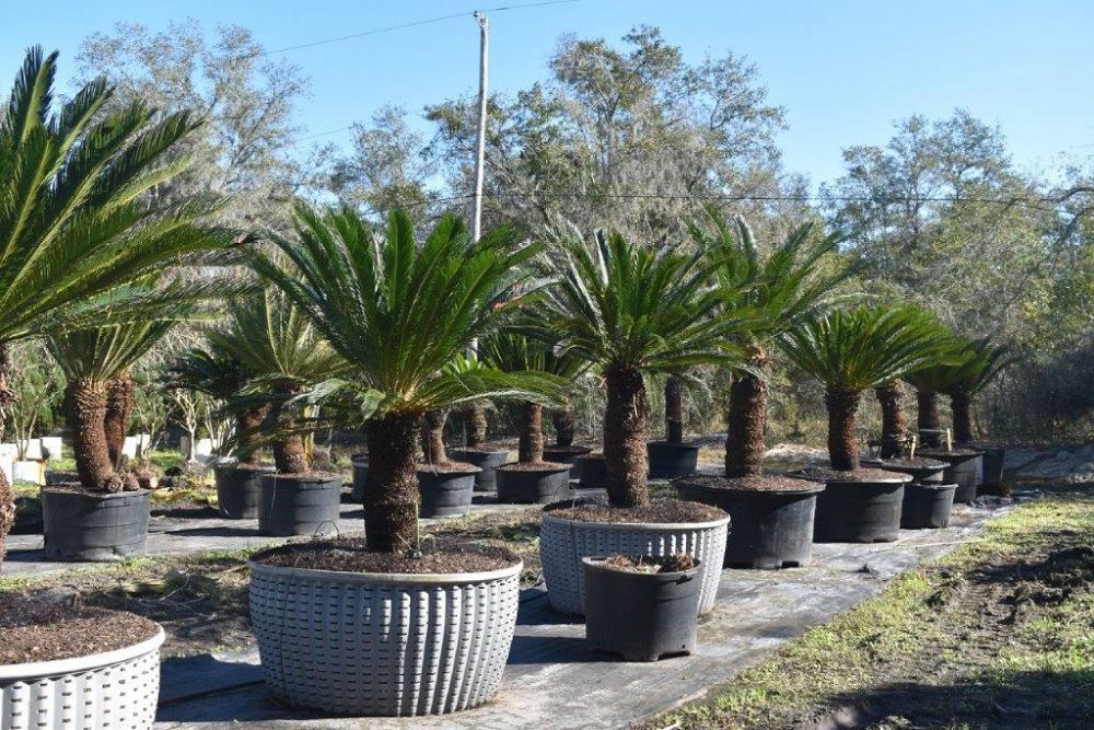 cycas-revoluta-king-sago-palm-cycad