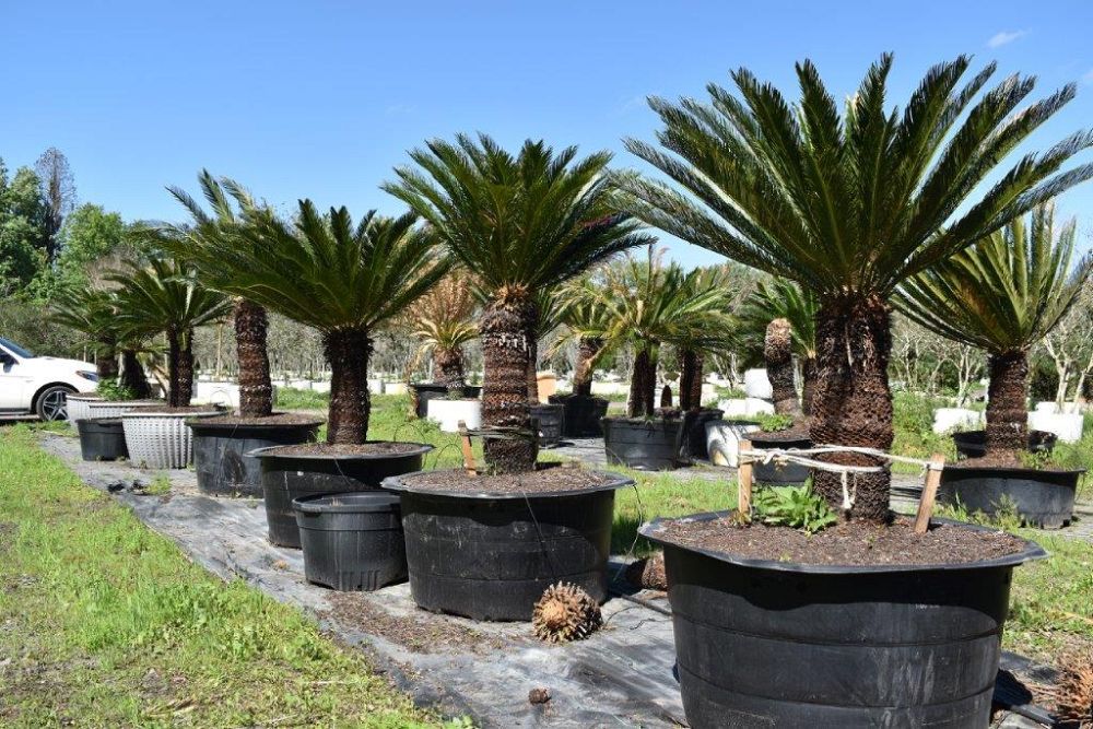 cycas-revoluta-king-sago-palm-cycad
