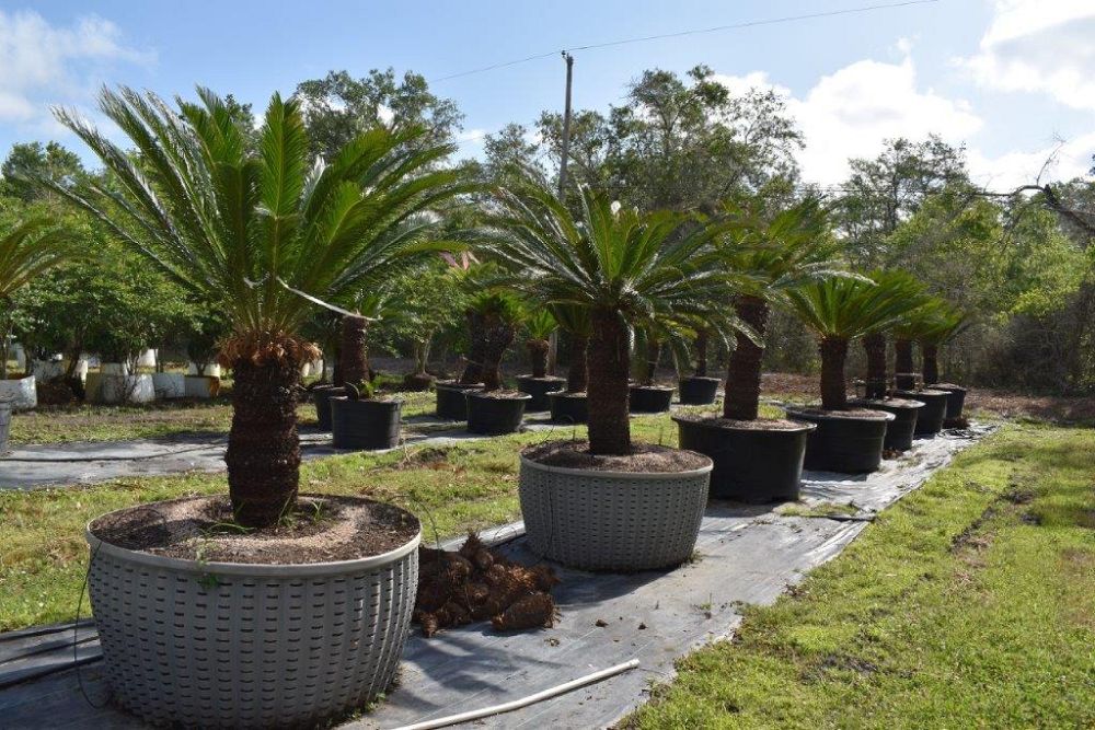 cycas-revoluta-king-sago-palm-cycad