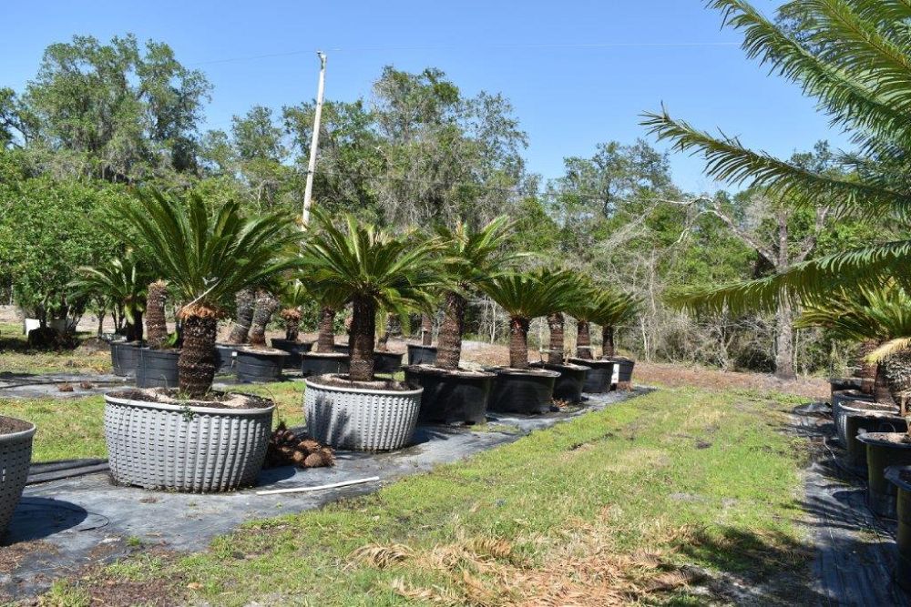 cycas-revoluta-king-sago-palm-cycad