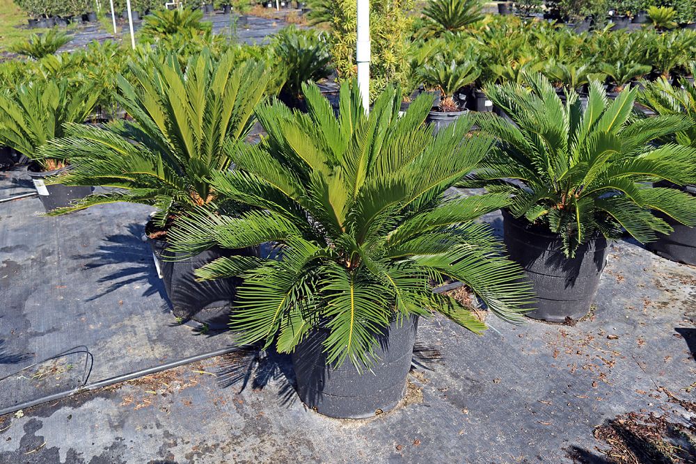 cycas-revoluta-king-sago-palm-cycad