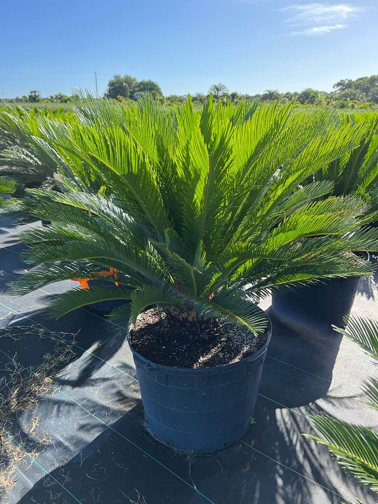 cycas-revoluta-king-sago-palm-cycad