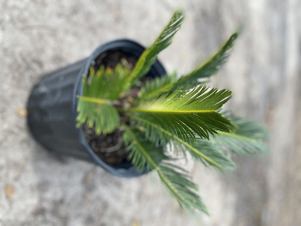 cycas-revoluta-king-sago-palm-cycad