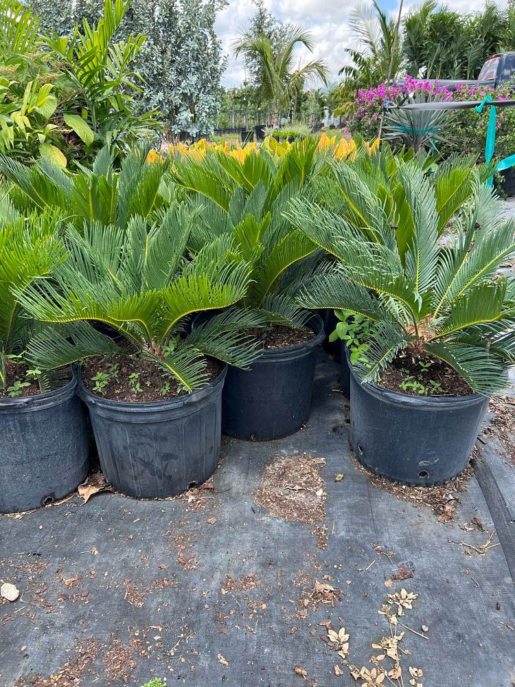 cycas-revoluta-king-sago-palm-cycad