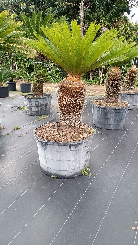 cycas-revoluta-king-sago-palm-cycad