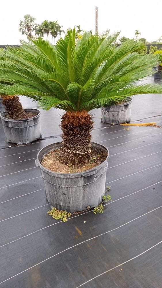 cycas-revoluta-king-sago-palm-cycad