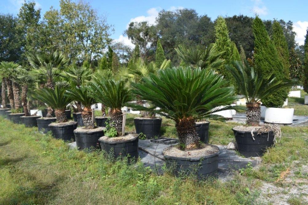 cycas-revoluta-king-sago-palm-cycad