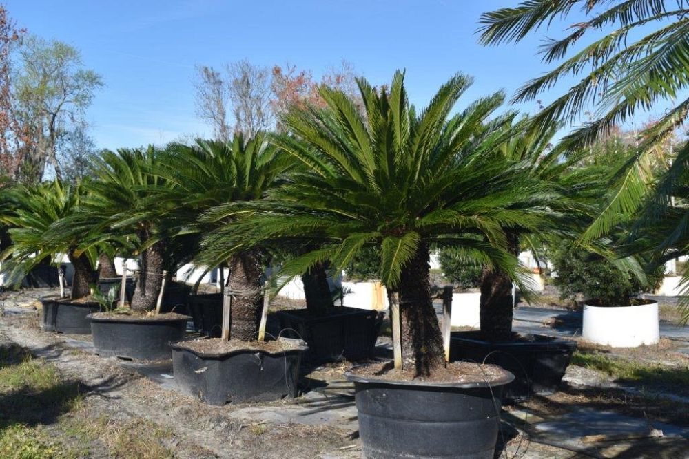 cycas-revoluta-king-sago-palm-cycad