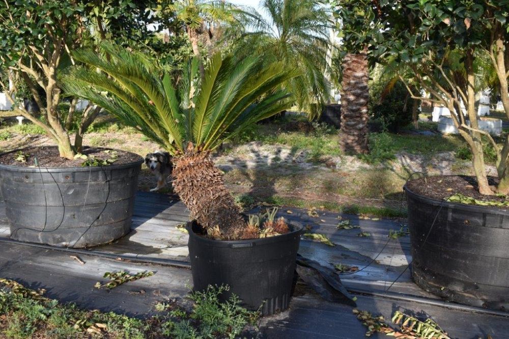 cycas-revoluta-king-sago-palm-cycad